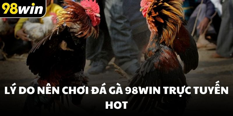 Lý do nên chơi đá gà 98win trực tuyến hot